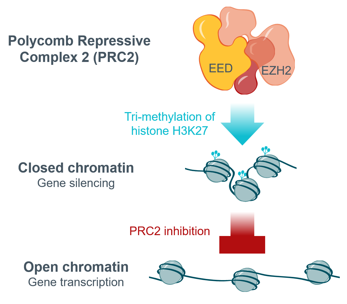 PRC2 Function illustration